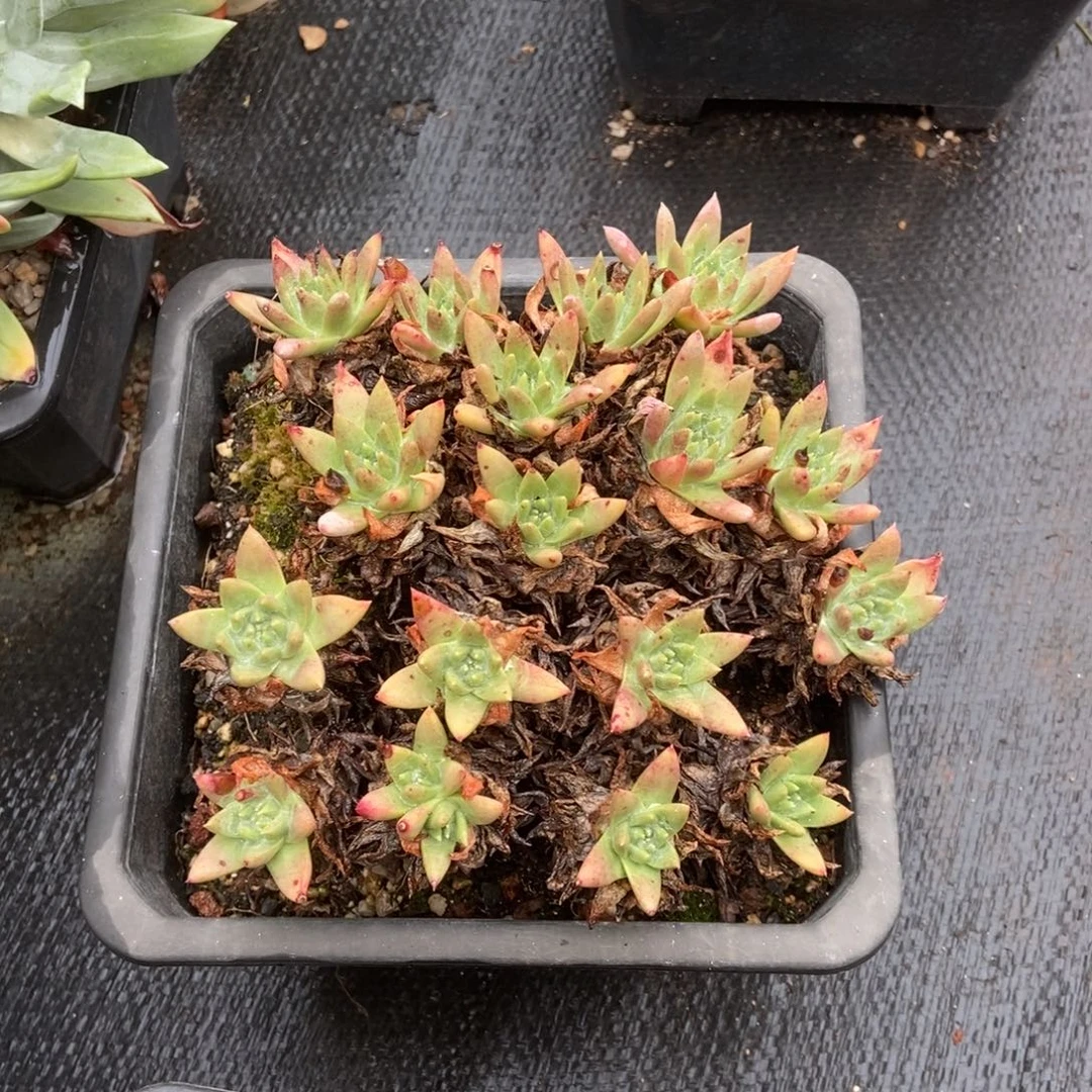 白姆多肉植物啦啦啦