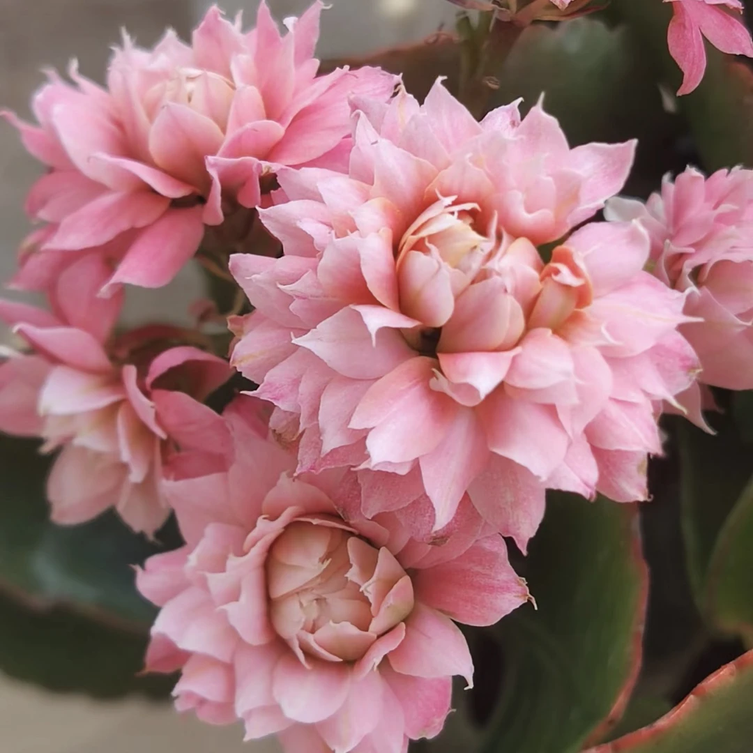 超级明星110盆超大花