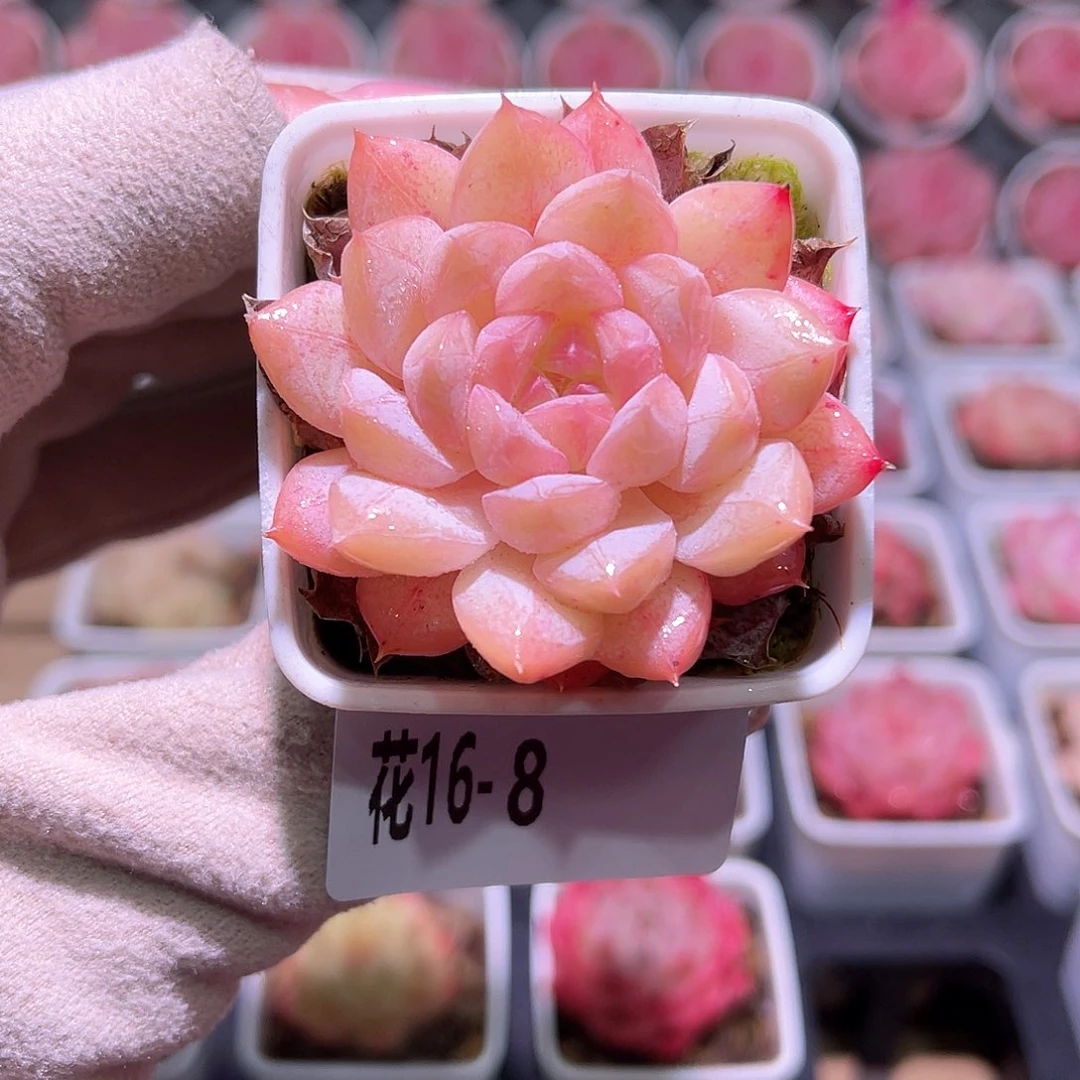 花利美16-8白桃汽水