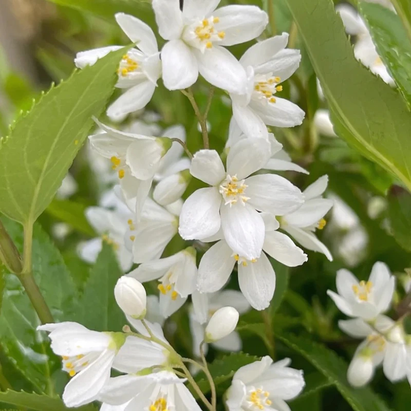 好打理花期长紫花雪樱花草高杆兰花草人字草多年懒人花卉蓝花草苗