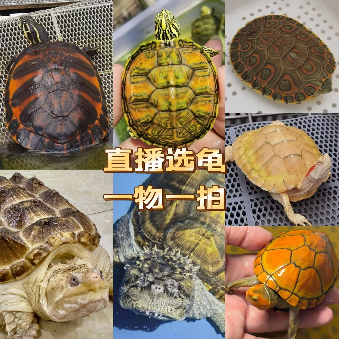 【宠物观赏龟——直播专用链接】