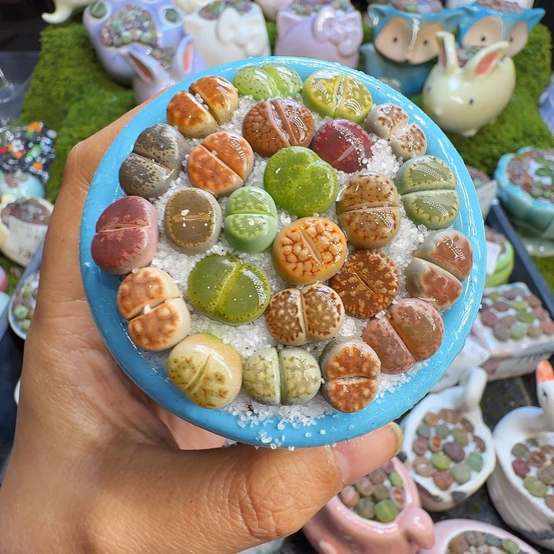 多肉植物福利冲760