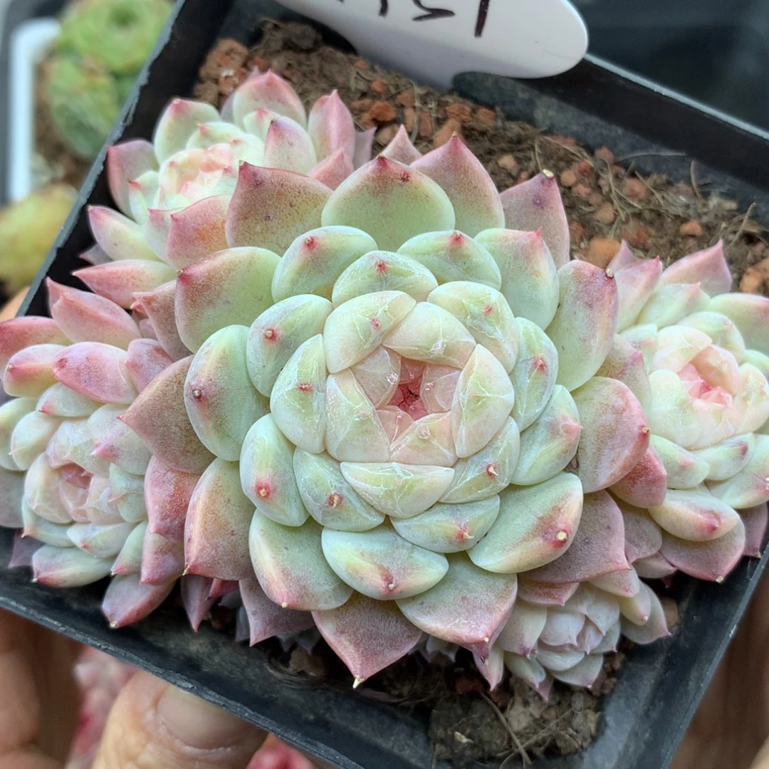 粉钻心冰魄无砍老桩4951