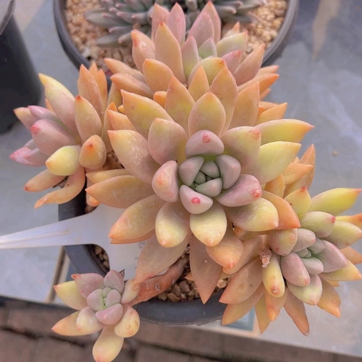 健健康康平平安安