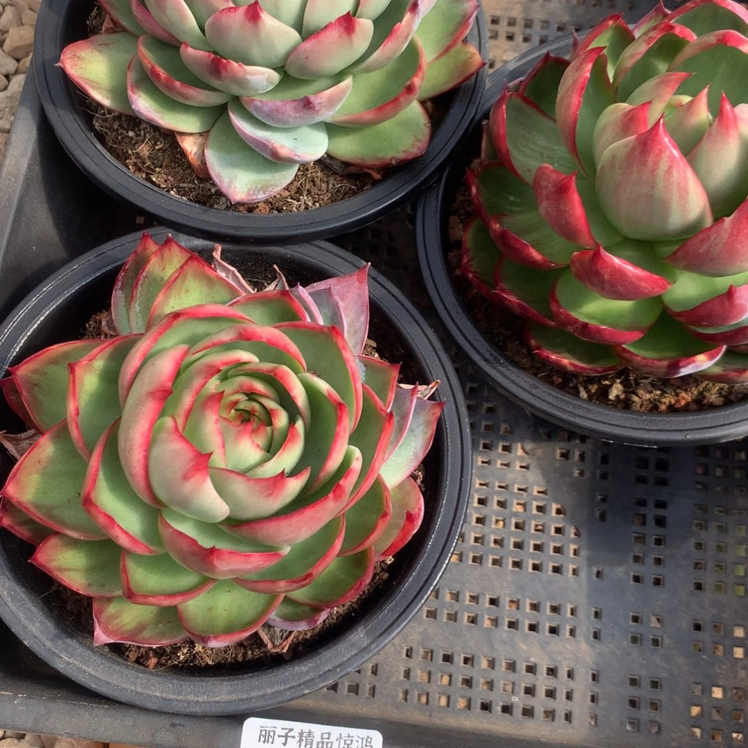 2347号多肉植物3颗不售后