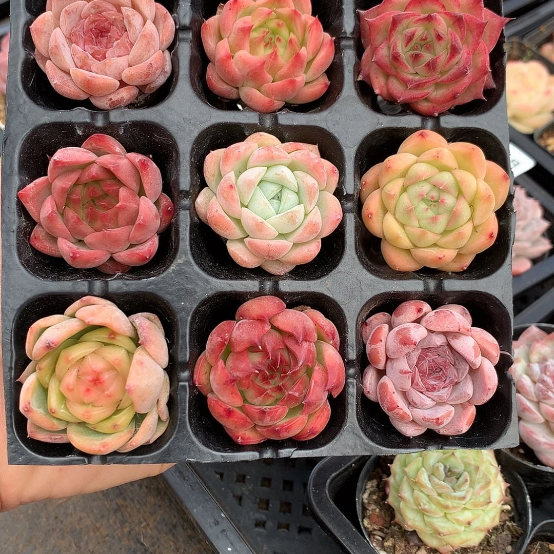 杂交精品九颗量拍