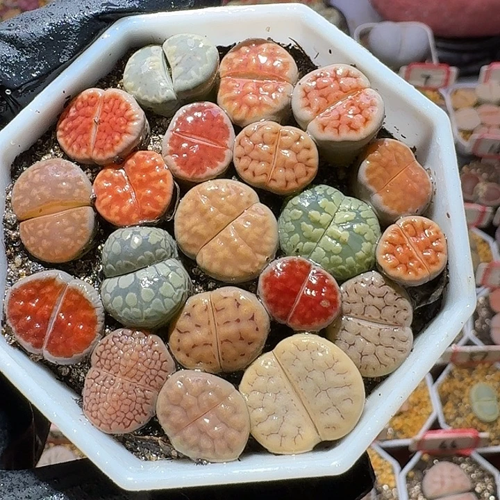 生石花3:：：。在。 10号