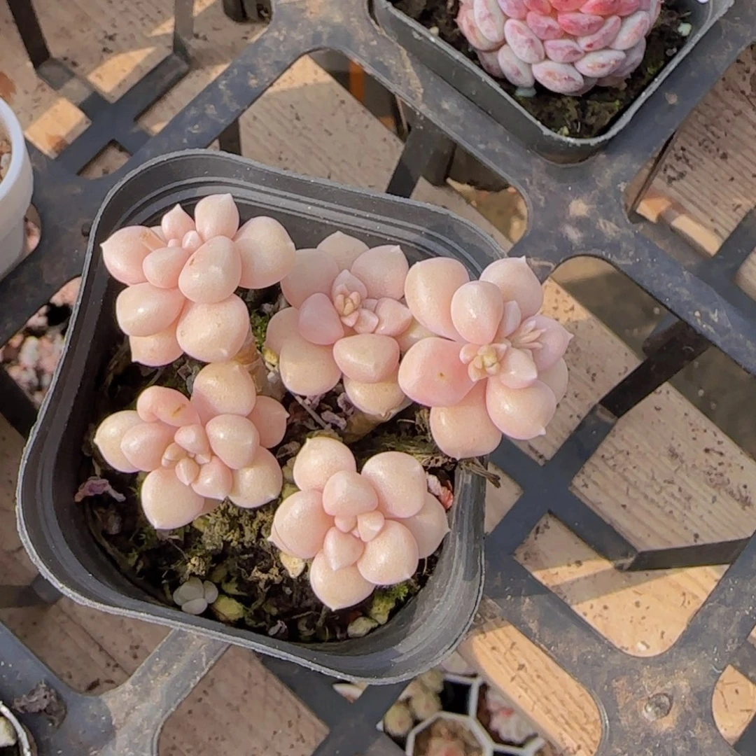 琦*裕秋丽老装精控一颗