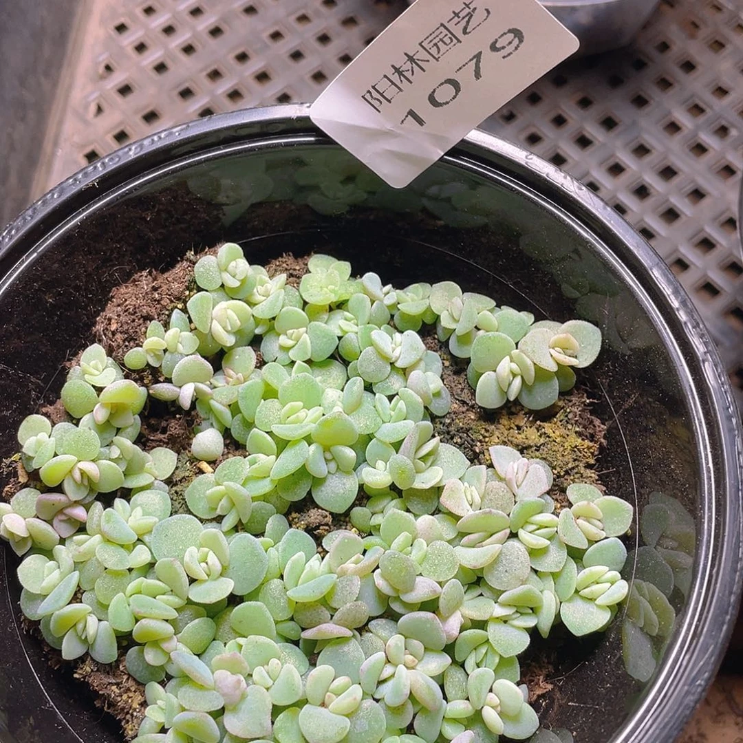 天***呀多少植物多肉植物1079