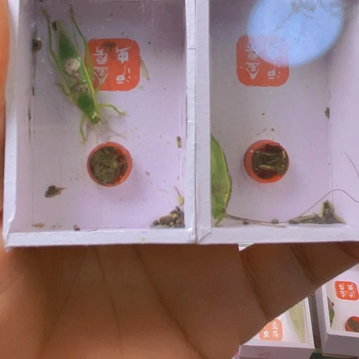 云***风短须橙杆2啊啊啊啊