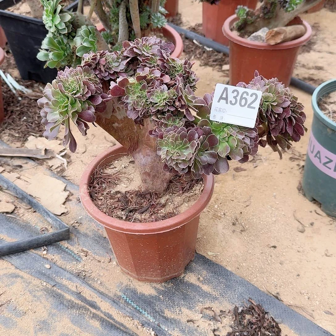 362欧紫一颗满28包邮