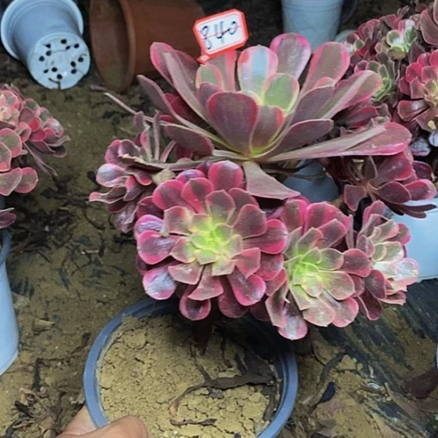 凤冠老桩捧花840号