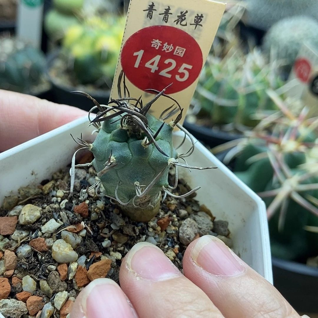 实生优选娇丽一颗仙人球