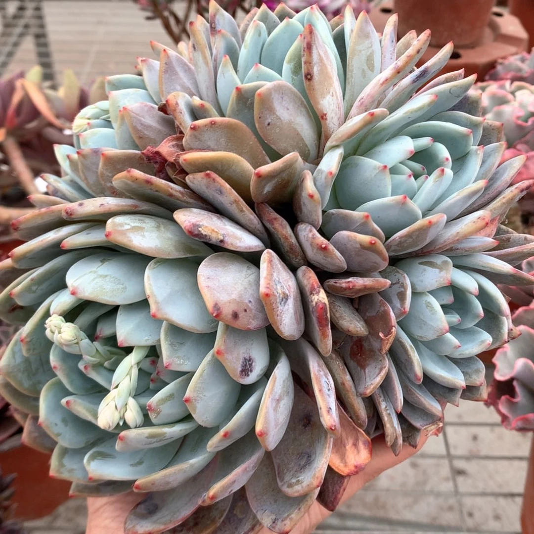 敏橙子三头多肉植物群生