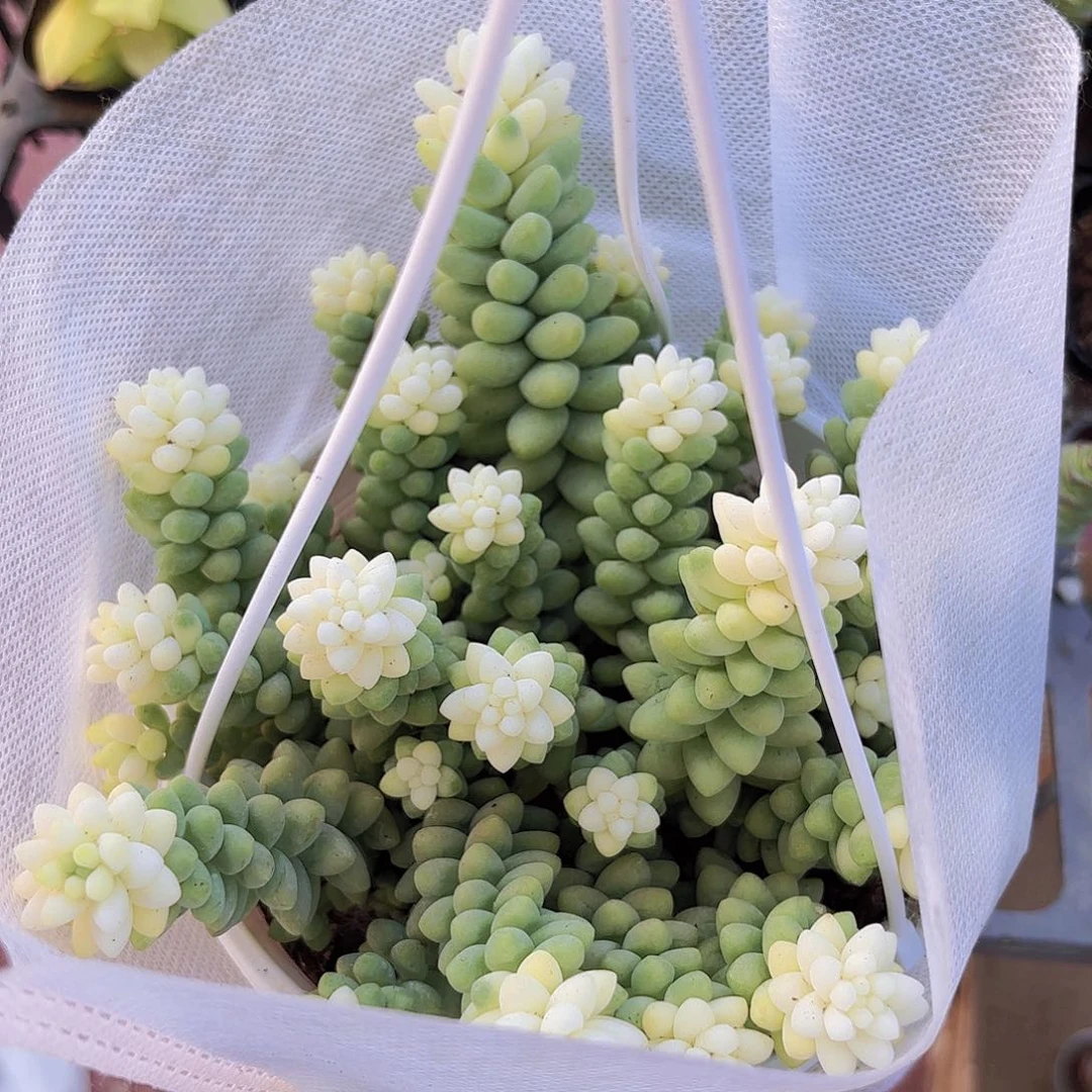 精品雪花玉坠多肉植物