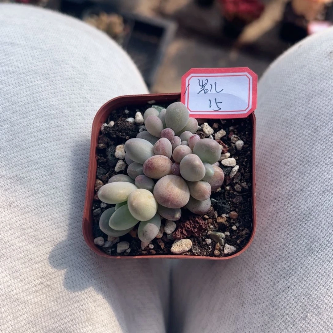 多肉植物多肉植物