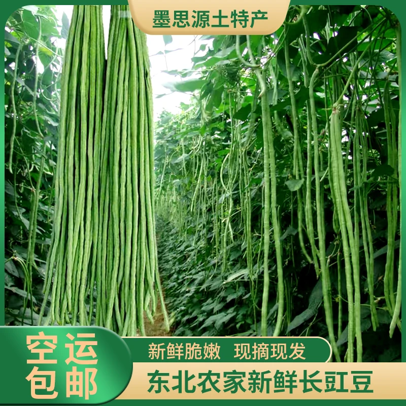 东北特产吉林农家新鲜长豇豆新鲜脆嫩美味佳肴2/3/5斤空运