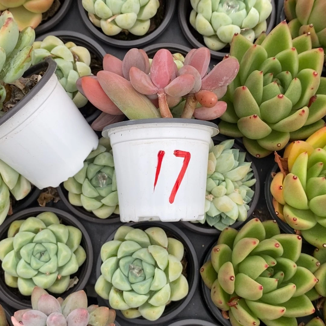 1****9一物一拍红手指多肉17