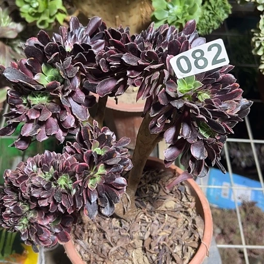 安***安一颗多肉法师 082