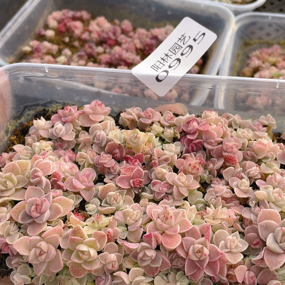 燕****多肉植物多肉植物995