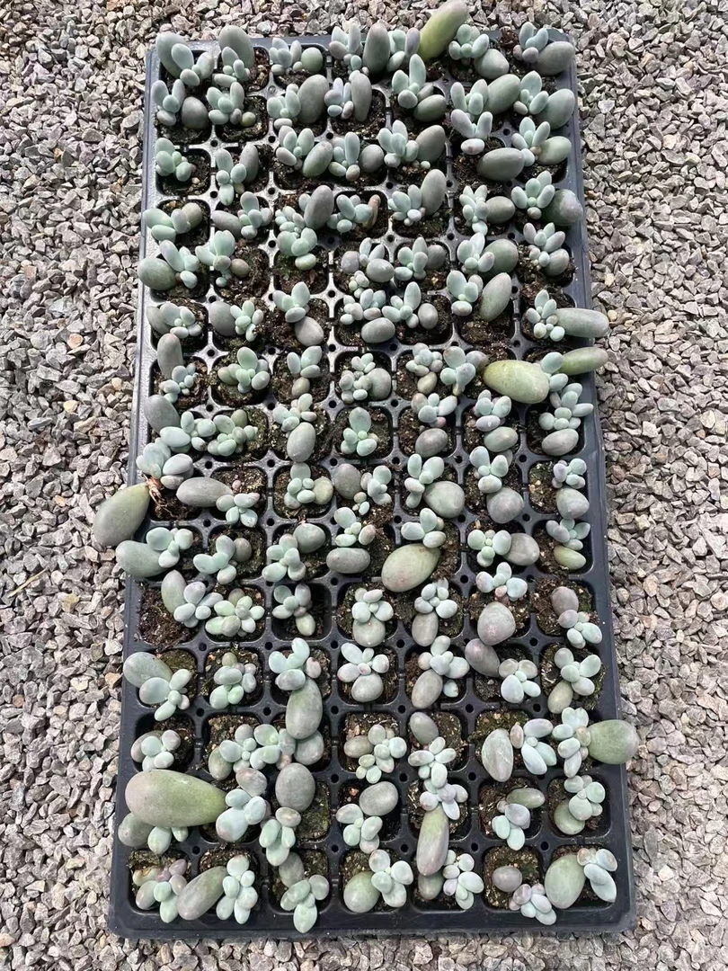 米可穴盘苗2cm多肉左右满18包邮偏远地区除外