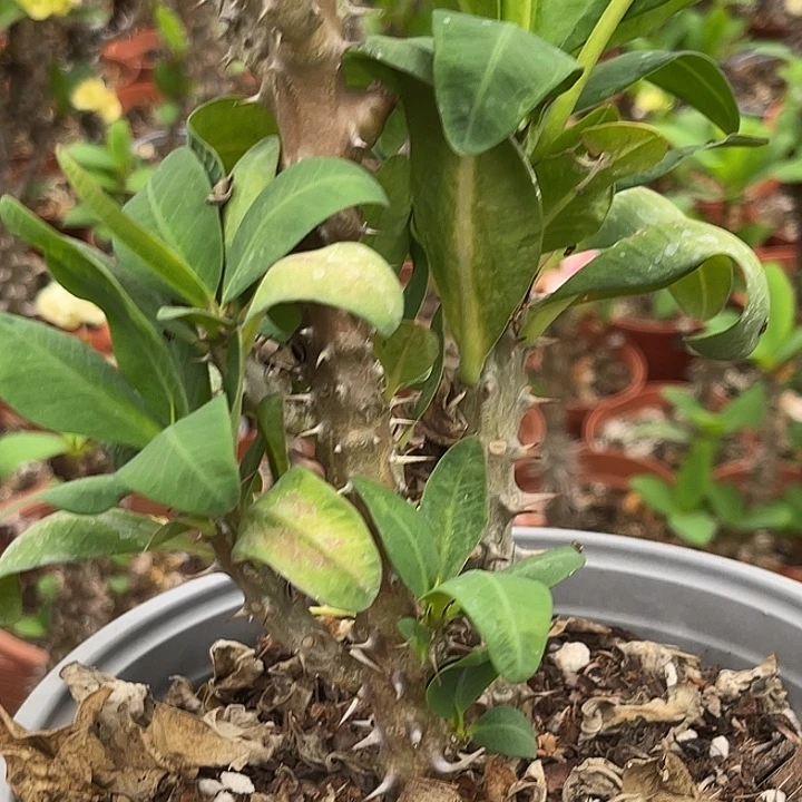 虎刺梅带根-粉色15号中花