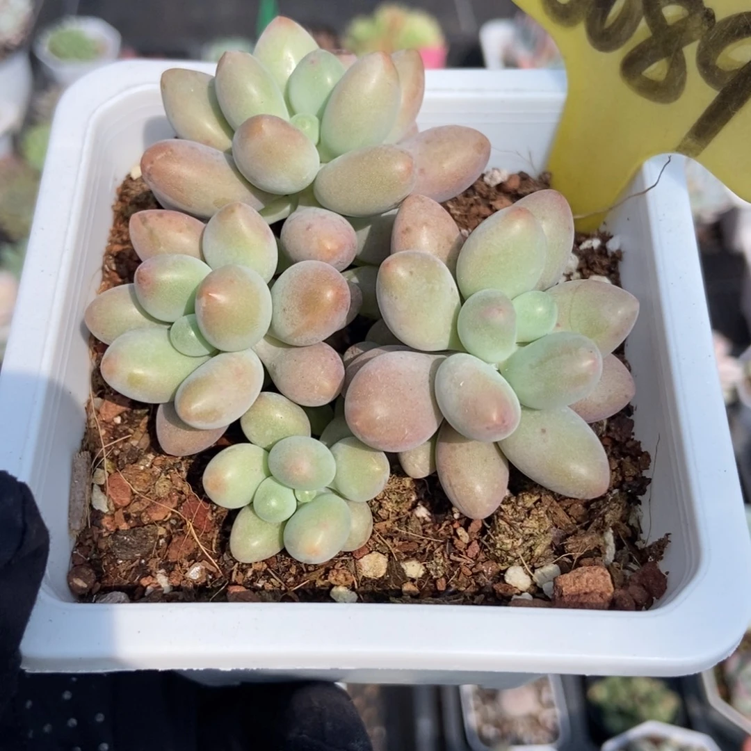6089粉色恋人多肉植物