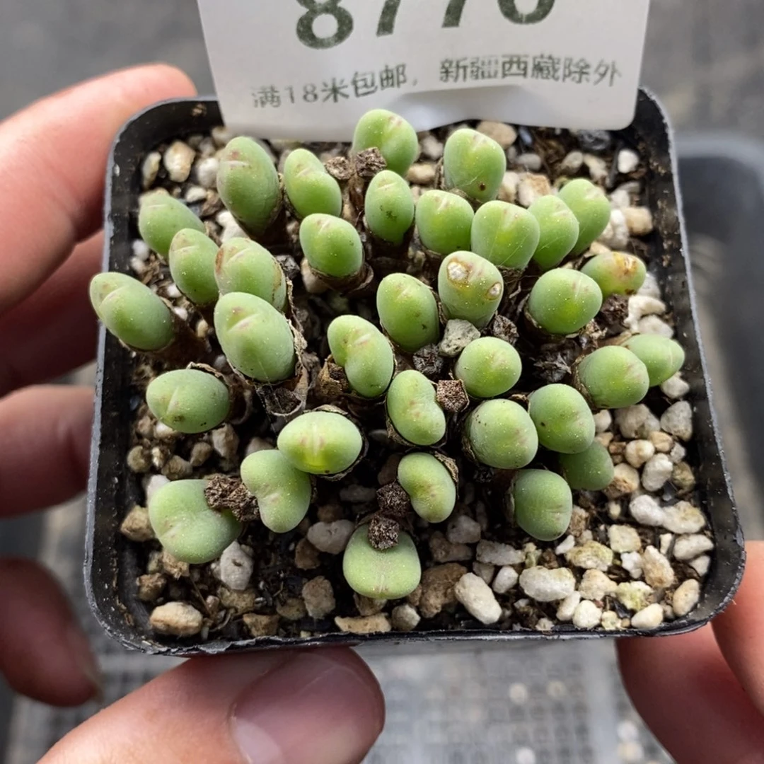 8770。