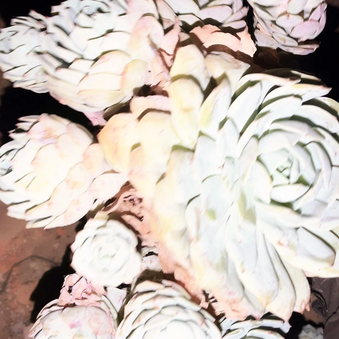 恋曲10.99多肉植物