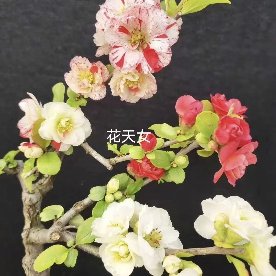 原生花天女海棠花