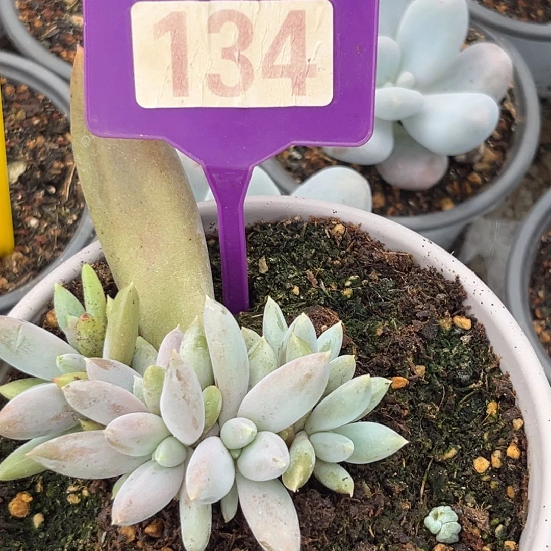 瀚***森哥特多肉植物134.