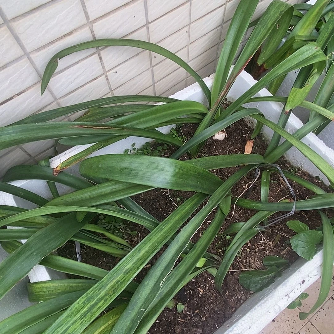 S孤挺花园 绿茶12个