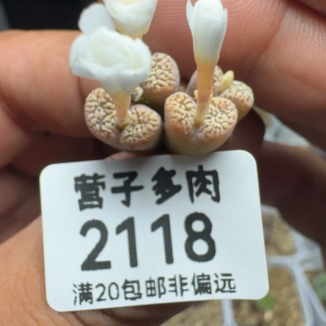 鸟。