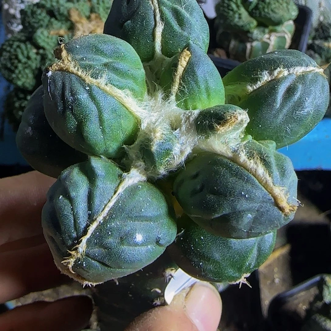 中筋蛋蛋074仙人球开花