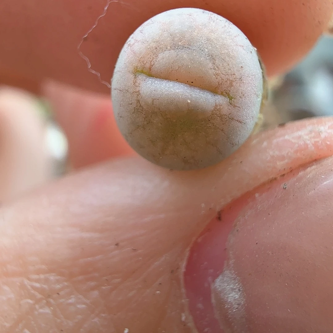 2.6.41/丑鹅（尺寸小）