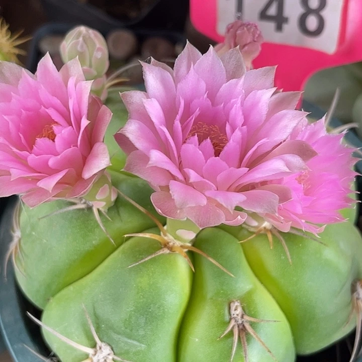 完全开放海王丸脱土发货148