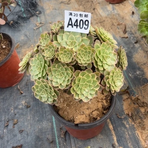 409万彩灯不包断枝