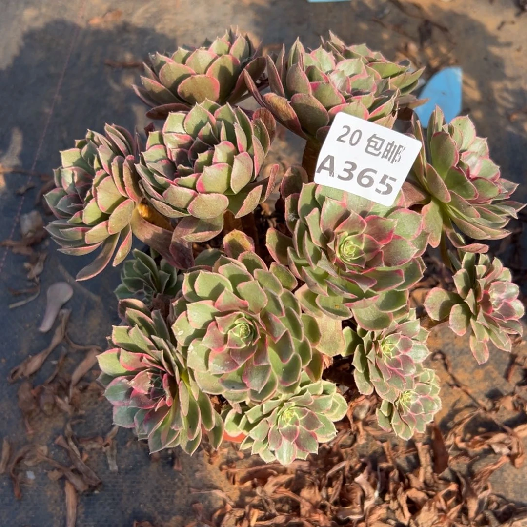 365粉花妖，满20包邮