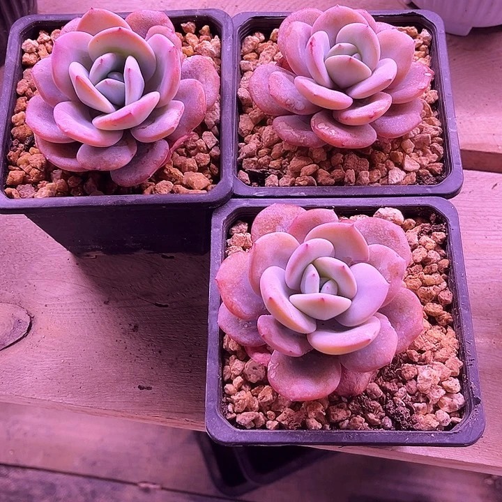 红*手我是第一百个为玉童子应援哒啦