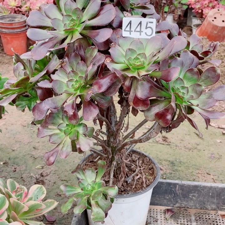 多肉植物组合445