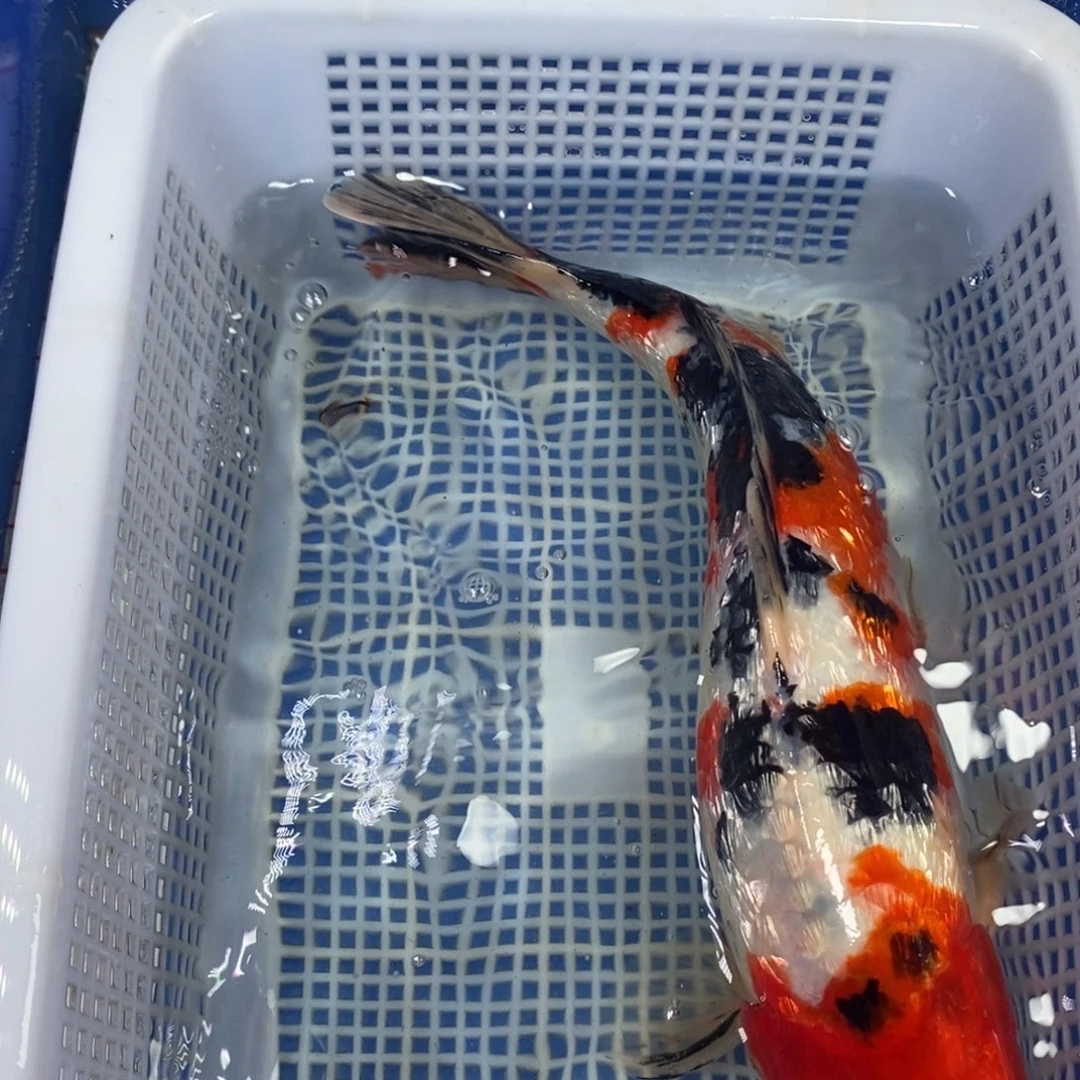 锦鲤冷水锦鲤包邮