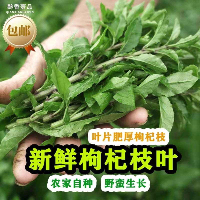 【现货】新鲜枸杞枝叶农家食用枸杞菜叶子时令绿叶煲汤炒菜凉拌煲汤