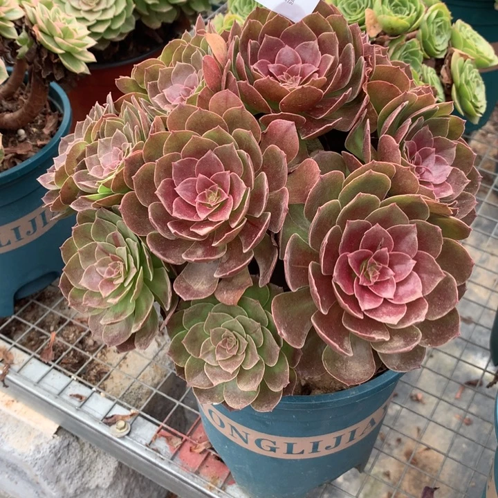 590赤炎链多肉植物特价