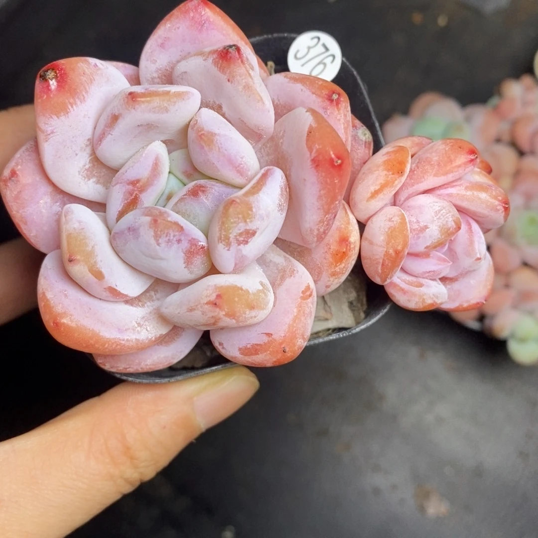 精品多肉小冠服376