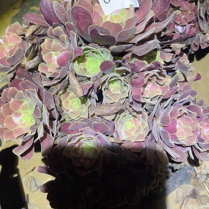 多肉植物法师983花呐