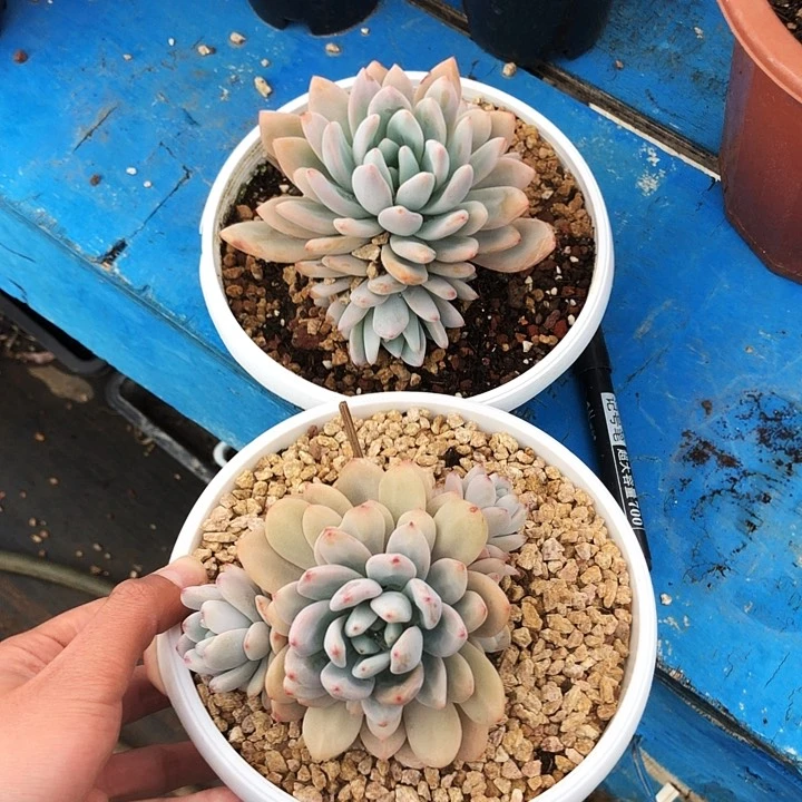 星星雪大群多肉植物