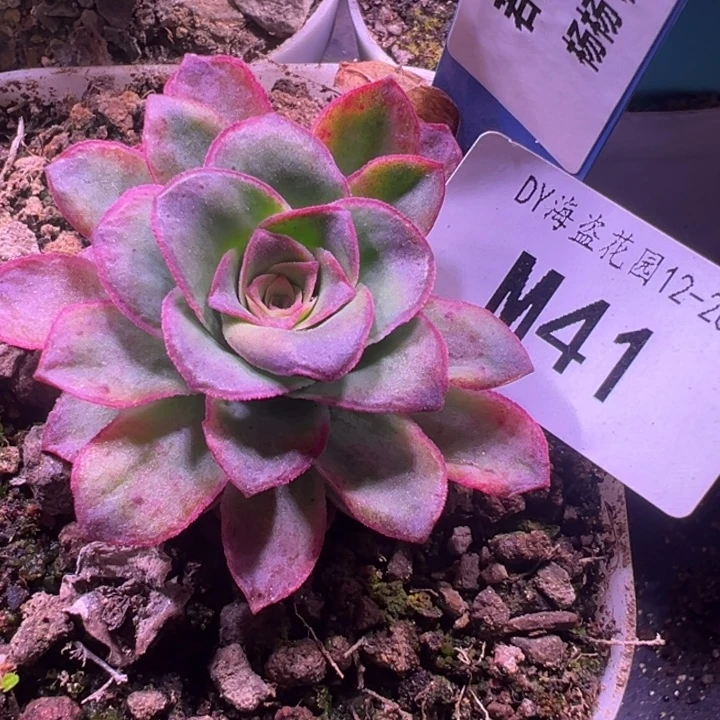 予***এ苗苗杨杨福利若初41