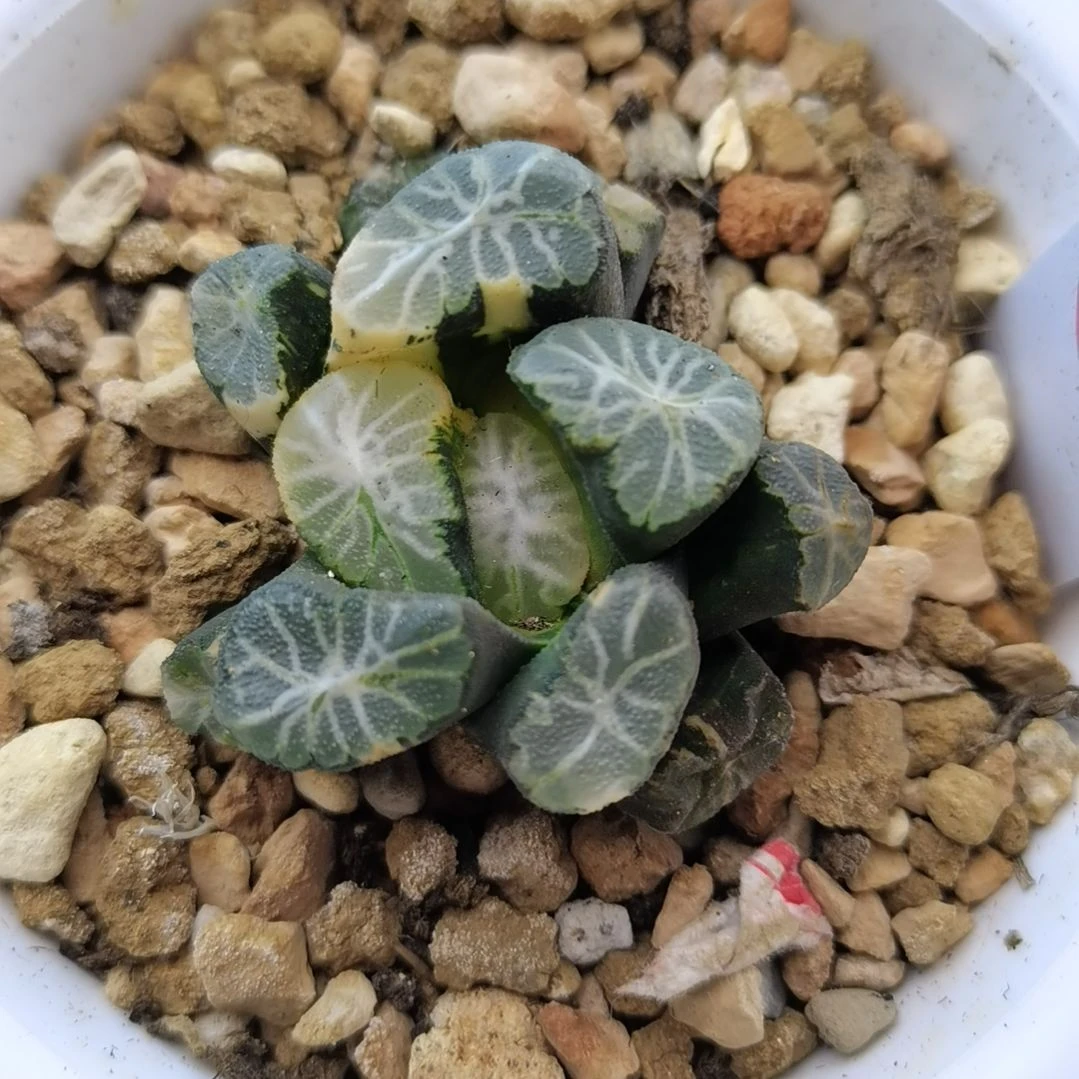 232号万象锦一物一拍带盆土发货