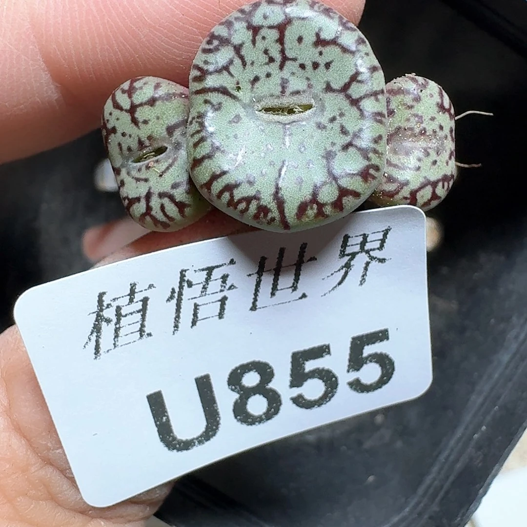 855号多肉植物哇f v