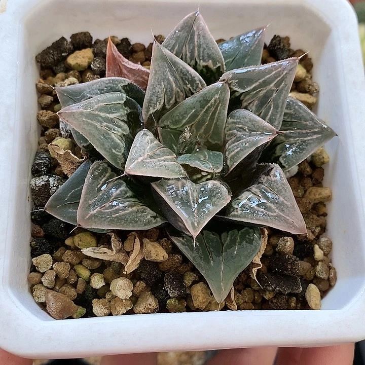 实生寿一物一拍带盆